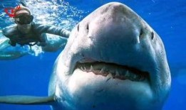 鲨鱼吃瓜短剧,一场爆笑的海洋奇遇记