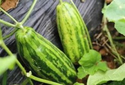 梦到下地摘瓜吃瓜什么意思,下地摘瓜吃瓜的寓意与启示