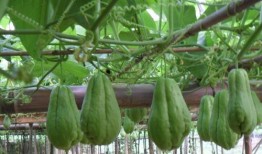 吃半颗瓜,揭秘瓜果中的营养与美味