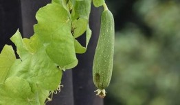 翼德吃瓜,揭秘娱乐圈幕后风云