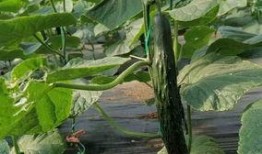 莱州吃瓜仓上,揭秘瓜农的丰收喜悦与市场风云