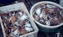 莱州吃瓜仓上,揭秘瓜农的丰收喜悦与市场风云