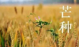 吃瓜芒种,吃瓜群众如何正确“吃瓜”