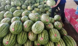 消夏避暑吃瓜大赛,吃瓜大赛欢乐盛启