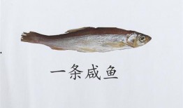 吃瓜22501咸鱼之王,吃瓜群众的狂欢盛宴