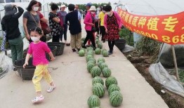 吃瓜比赛横幅大全,吃瓜比赛横幅大全大揭秘