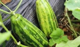 吃瓜人吃的什么瓜,揭秘吃瓜人钟爱的瓜种之谜