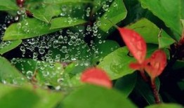 吃瓜萤,揭秘娱乐圈背后的秘密与真相