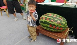 电商吃瓜,揭秘吃瓜群众的狂欢盛宴