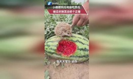 小耳朵默默吃瓜