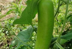 吃瓜唯美表达,唯美食光里的甜蜜诱惑