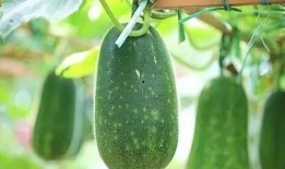 春吃芽夏吃瓜,春芽夏瓜，顺应时节养生之道