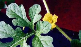 梦到去瓜园吃瓜