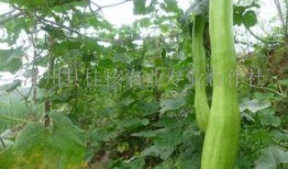 砍瓜花怎么吃,创意烹饪新体验