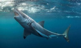 鲨鱼吃瓜吃鸡,海洋霸主挑战瓜果鸡宴