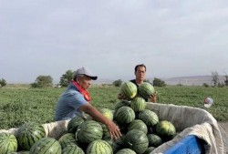 祥符区吃瓜,瓜果飘香，品味生活新风尚