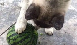 狼哥吃瓜,揭秘娱乐圈背后的那些事儿