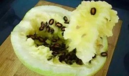 吃籽瓜的视频,一探吃籽瓜的趣味之旅