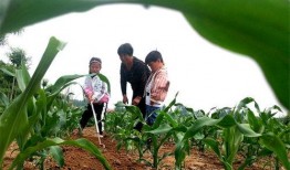 小孩田间吃瓜的照片,小家伙快乐吃瓜瞬间