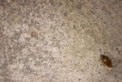 吃瓜引来小飞虫,揭秘小飞虫的神秘诱惑