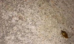 吃瓜引来小飞虫,揭秘小飞虫的神秘诱惑