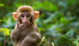 猴子吃瓜扩句,一场趣味横生的森林奇遇记