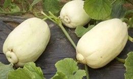 小耳朵默默吃瓜