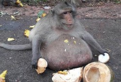 猴子吃瓜扩句,一场趣味横生的森林奇遇记