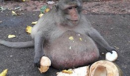 猴子吃瓜扩句,一场趣味横生的森林奇遇记