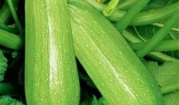 静态吃瓜,品味生活百态