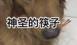 吃瓜忘记喂狗,忘记喂狗泪两行