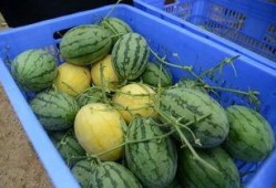 吃瓜群有哪些,网络社交的趣味与争议