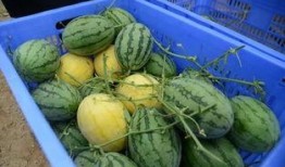 吃瓜群有哪些,网络社交的趣味与争议