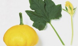 瓜叶怎么吃视频,家常美味新选择