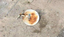 吃瓜引来小飞虫,揭秘小飞虫的神秘诱惑