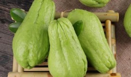 鸟吃佛手瓜,自然界的和谐共生