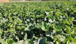 校园打卡吃瓜,揭秘校园吃瓜背后的故事