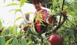 山东广饶吃瓜,瓜果飘香，品味田园生活