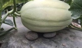 老黄吃瓜,揭秘娱乐圈背后的那些事儿