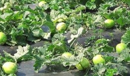 吃瓜篓子 口舌发麻,揭秘背后真相