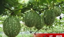 东北吊瓜怎么吃,解锁美味新体验