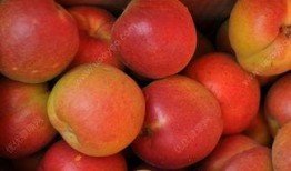 杏和哈密瓜能一起吃