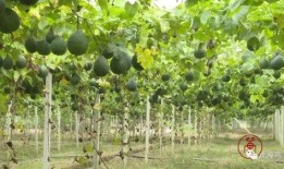 吃瓜赚钱的方法,揭秘吃瓜赚钱的神奇之道