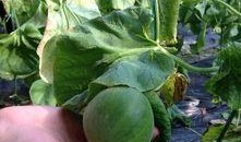 吃瓜论谈,揭秘娱乐圈背后的故事与真相