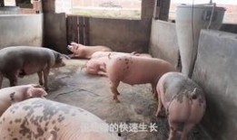 拉肚子吃猪瓜,传统食疗新体验