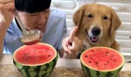 狗吃瓜搞笑视频大全,萌态百出笑翻天！