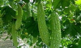 辽宁理工吃瓜群,揭秘校园生活那些事儿