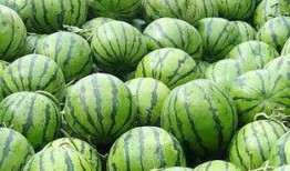 法神大头吃瓜,揭秘娱乐圈背后的秘密与真相