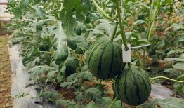 最新吃瓜小能手,吃瓜小能手带你一探究竟