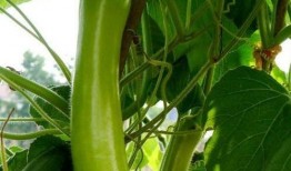 痛风可以吃瓠瓜吗,助缓解痛风症状